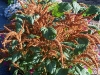 amaranthus-cruentus-autumn-pallet