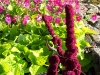 amaranthus-red-cathedral-superior_7