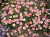 anthemis-daisy-crazy-strawberry-pink_4