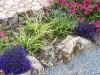chlorophytum-comosum-variegatum_2