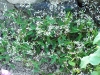 euphorbia-diamond-frost_2