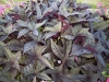 ipomoea-batatas-blackie_5