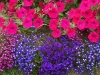 lobelia-erinus-composition