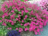 petunia-tidal-wave-hot-pinik-f1