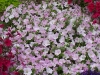 petunia-tidal-wave-pearly_2