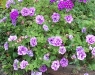 petunia-tumbellina-priscilla_2