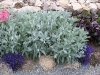 tanacetum-ptarmiciflorum-silver-lace_4