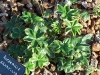 Alchemilla saxatilis