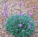 Armeria maritima 'Rubrifolia'
