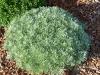 Artemisia schmidtiana 'Nana'