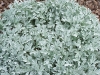 Artemisia stelleriana