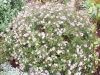 Aster 'Asran'