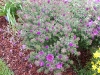 Aster novae-angliae 'Purple Dome'