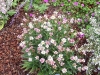 Aster rugulosus 'Asrugo'