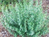 Calamintha nepeta ssp. glandulosa