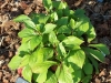 Ceratostigma plumbaginoides
