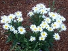 Chrysanthemum x superbum 'White Knight'