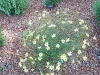 Coreopsis verticillata 'Moonbeam'