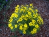 Coreopsis verticillata 'Zagreb'