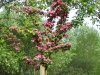 Crataegus laevigata 'Paul's-Scarlet'