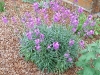 Erysimum 'Bowles Mauve'