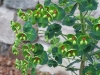 Euphorbia x martinii