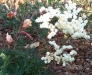 Filipendula hexapetala 'Plena'