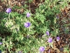 Geranium 'Brookside'