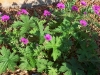 Geranium psilostemon 'Bressingham Flair'