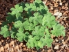 Geranium renardii
