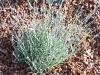 Lavandula  'Richard Gray'