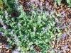 Nepeta citriodora