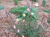 Oenothera odorata