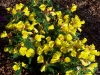 Oenothera XXX