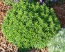Origanum vulgare 'Compactum'