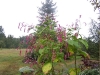 Persicaria orientale
