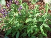 Salvia lavandulifolia