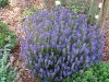 Salvia nemorosa 'Blauhugel'