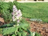 Salvia sclarea var. turkestanica