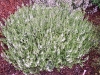 Satureja spicigera