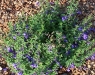 Scutellaria scordifolia