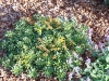 Sedum floriferum 'Weihenstephaner Gold'