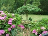 Albizia julibrissin
