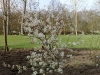 Amelanchier lamarckii