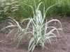 Arundo donax 'Variegata Superba'