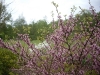 Cercis siliquastrum