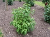 Clerodendrum trichotomum