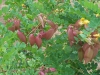 Colutea arborescens