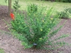 Coronilla emerus