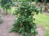 Corylus avellana 'Contorta'